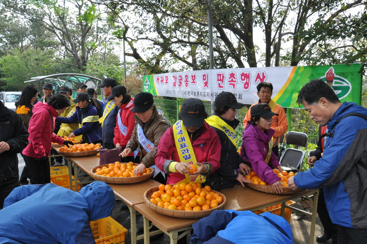 감귤 무료시식 및 판촉 홍보행사
